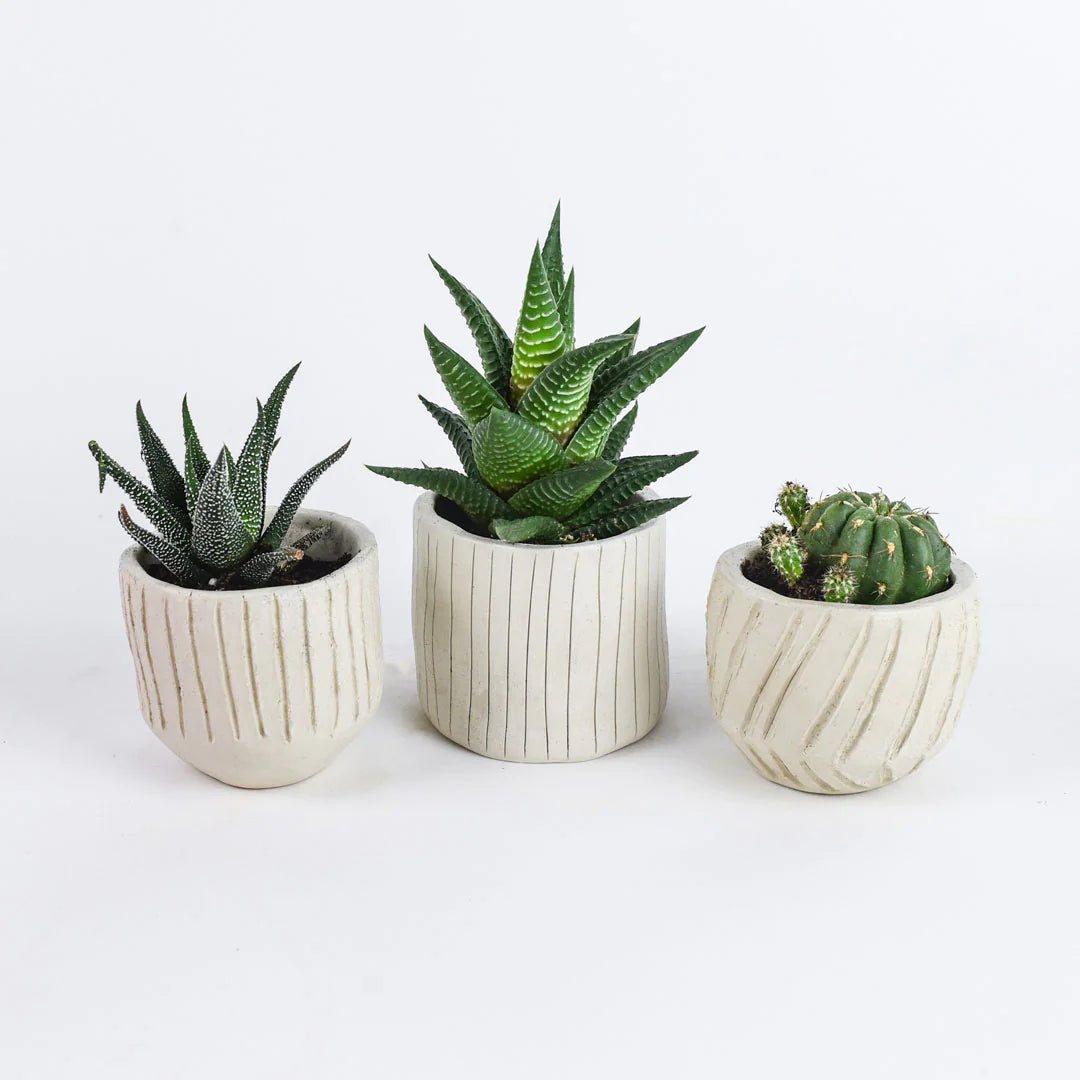 Sculpd team events pick your pot - trio cactus
