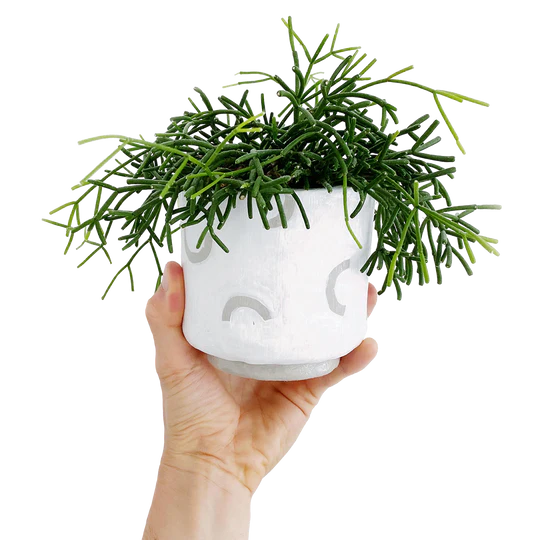 Hand holding a white handcrafted planter with a minimalist face design, filled with a vibrant green trailing plant, made with Sculpd Pottery Kit